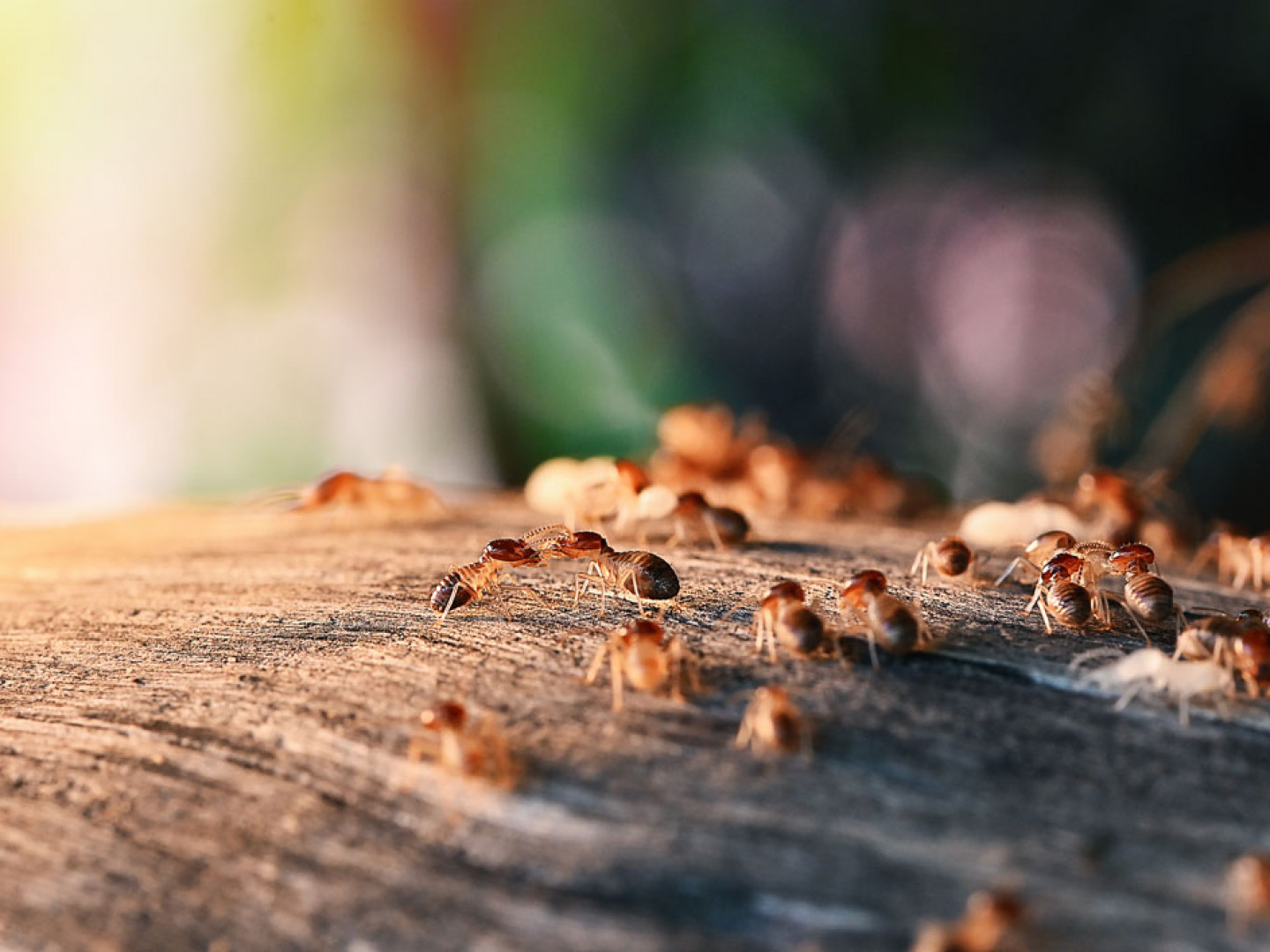 Residential & Commercial Termite Removal Columbus, OH 2 Brothers